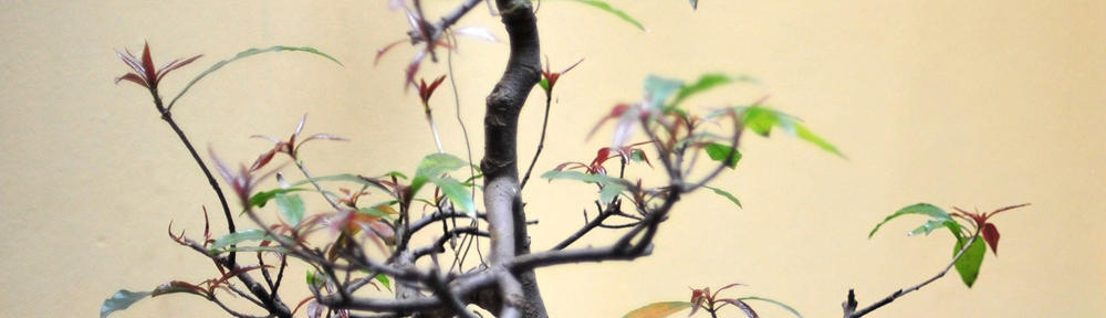 Jolly's Fot & Friskvård